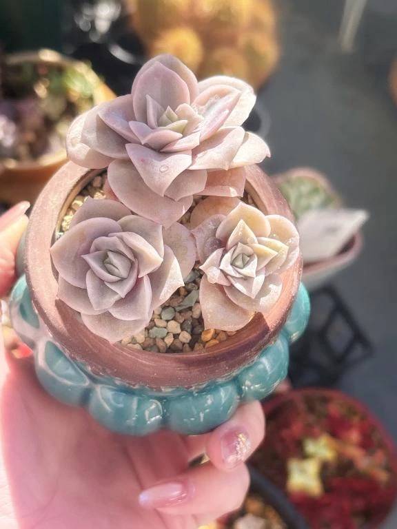 うちゅうのことばはてれぱしー🪐\( *´ω`* )/♪