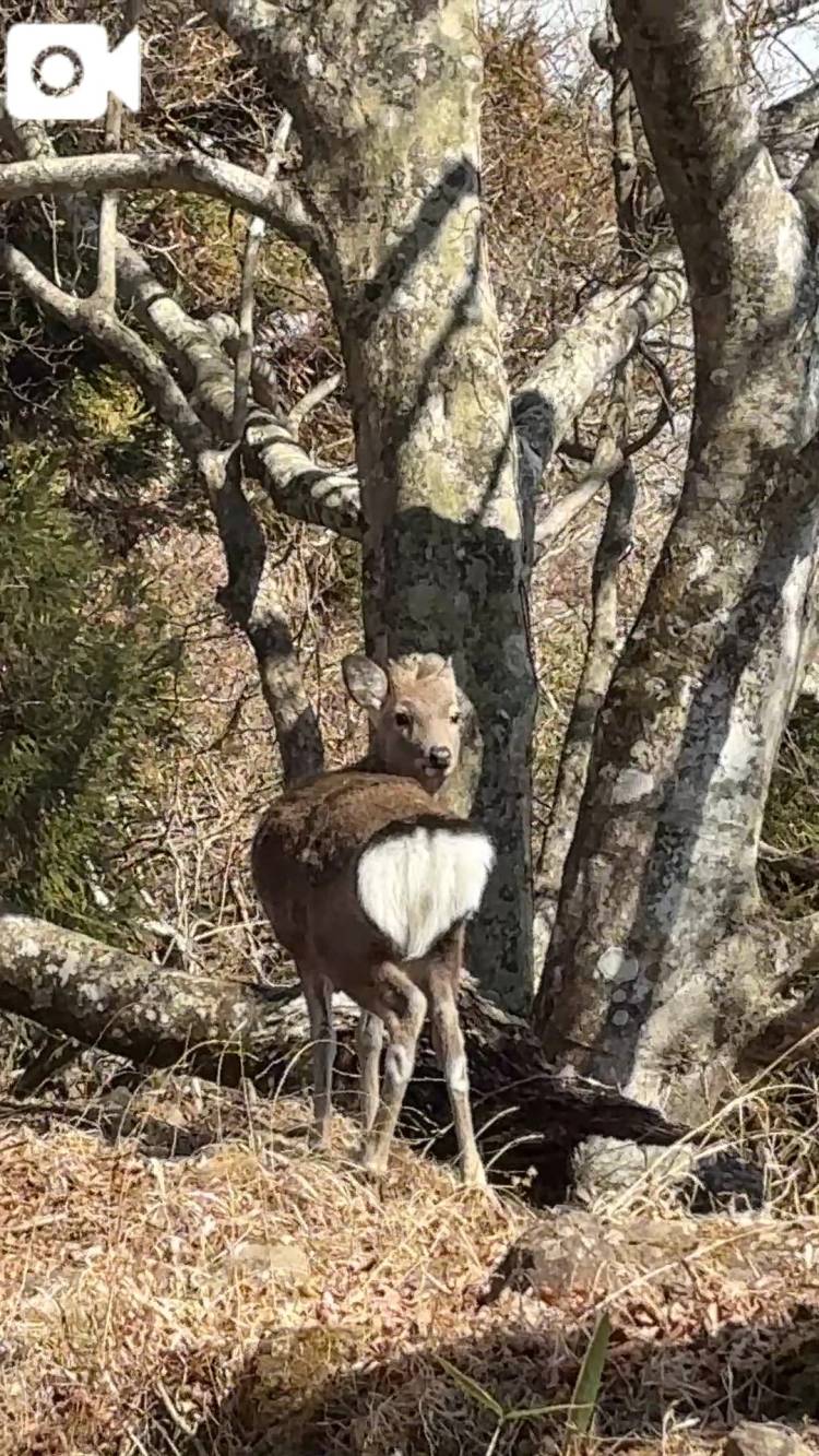 しかさんにであった♪\( *´ω`* )/♪