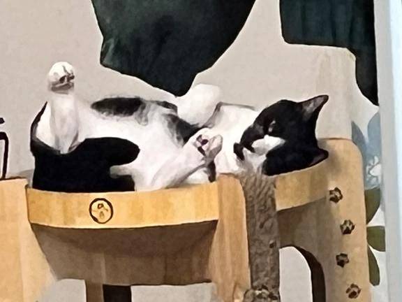 こだわりの寝方（触らせてはくれない）🐈‍⬛