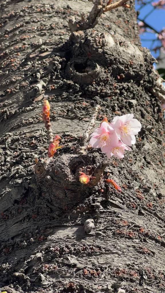 なつき（ファーストレディ）