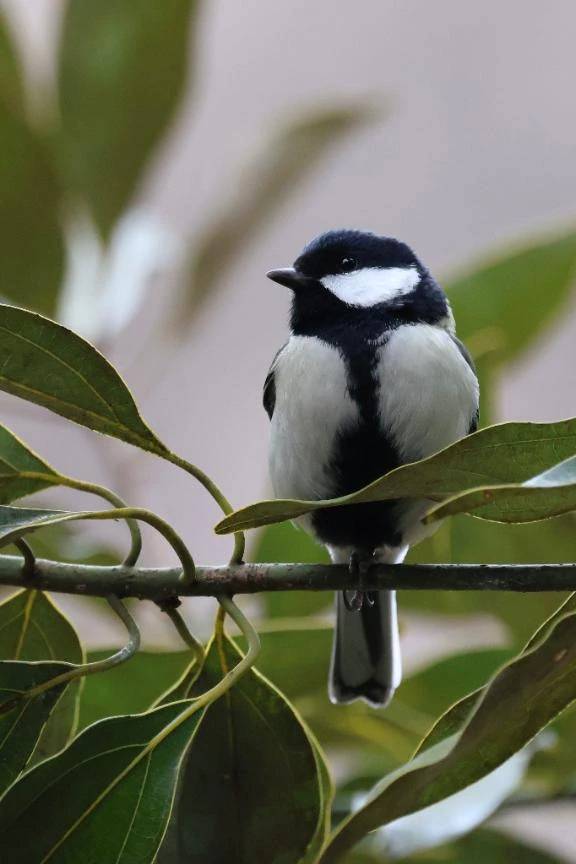 つつぴーがきこえるころ🐦‍⬛♪\( *´ω`* )/♪