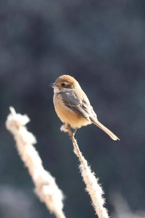 かわいい､もっず♀\( *´ω`* )/♪