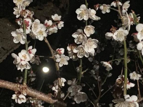 夜の梅
