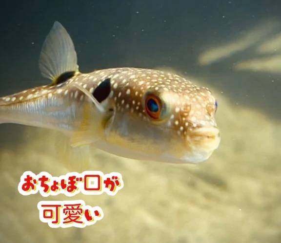 今日はふくの日🐡