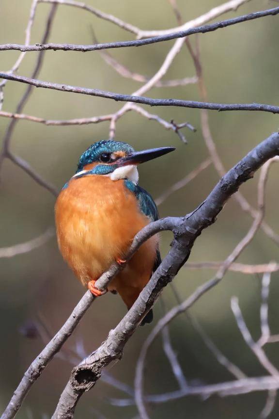 おかよおはよ\( *´ω`* )/♪