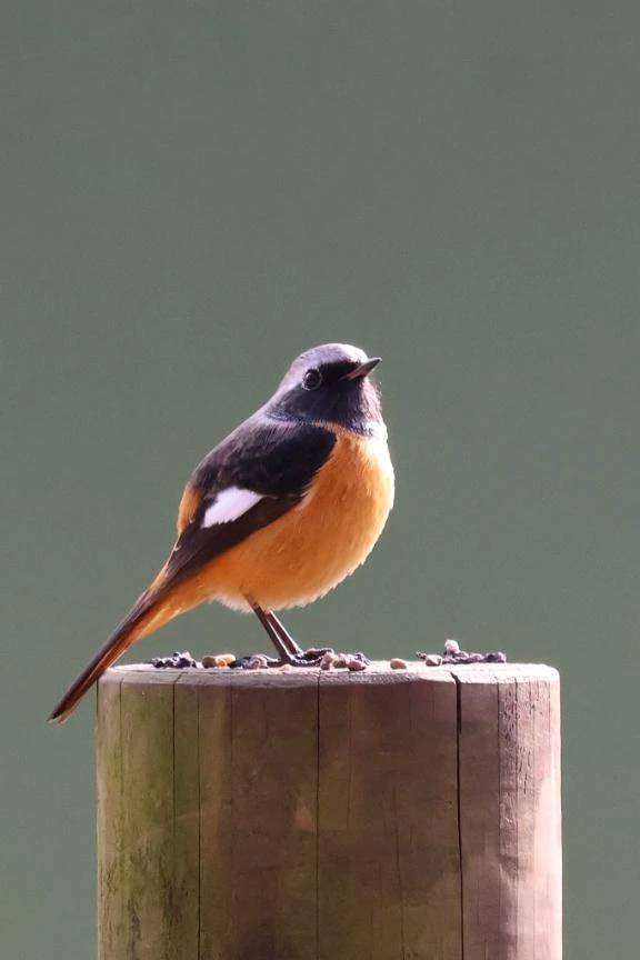 すぱいすをほっした\( *´ω`* )/♪