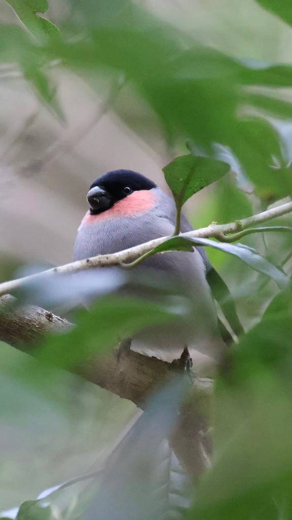 かじかんだだんしゃくとちょこ\( *´ω`* )/♪