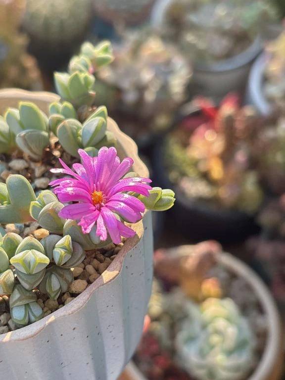 わたしのみとこんどりあ\( *´ω`* )/♪