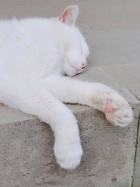 今日は猫の日(=ﾟωﾟ=)