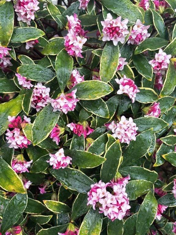 きょうのちんちょうげ\( *´ω`* )/♪