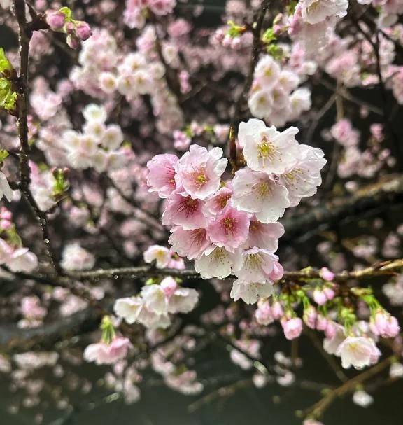 早く来ないかな🌸
