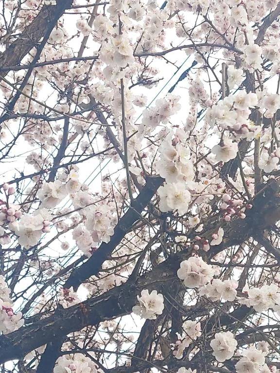 💕ぷちお花見💕