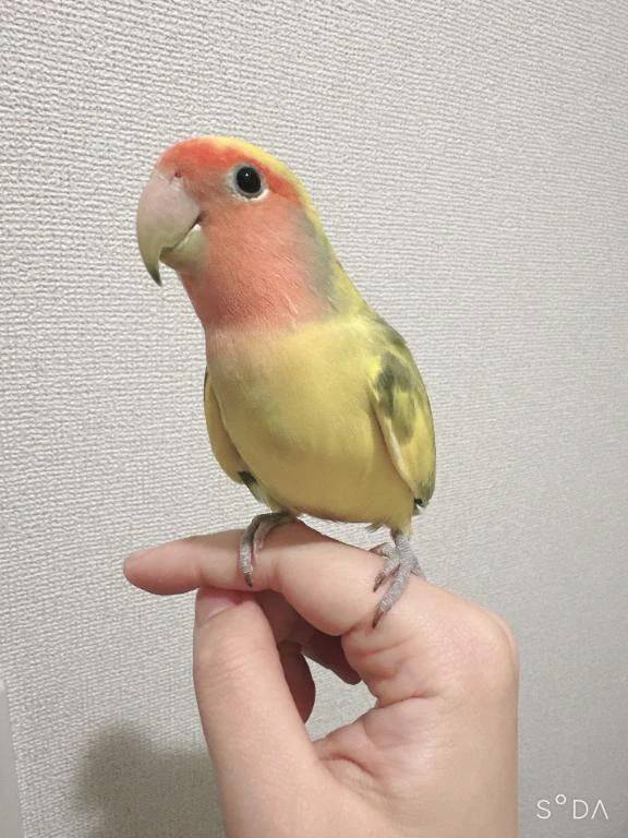 出勤予定