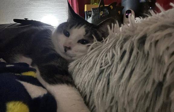 寄り添うﾈｯｺ🐈‍⬛