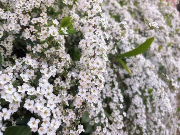 めきめきはるめき🌱\( *´ω`* )/♪