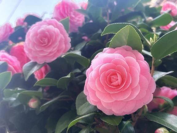 おとめつばき🌷\( *´ω`* )/♪