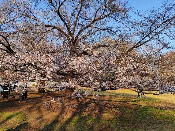 近所の桜🌸下見