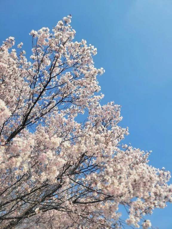 🌸🌸🌸