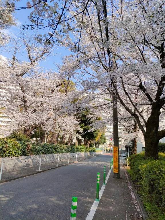 🌸お花見🌸