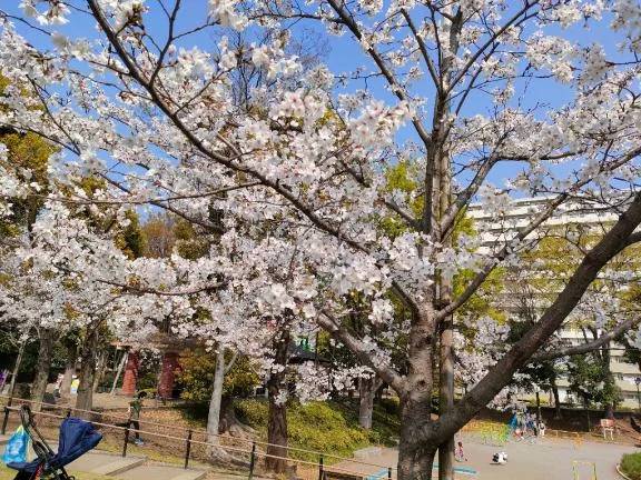 🌸４月出勤は１０日のみです🌸