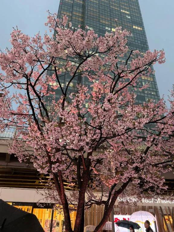 出勤スケジュール🌸