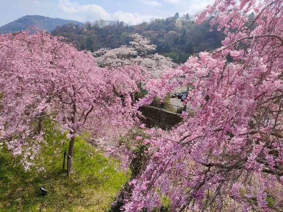 🌸続🌸新着４月10日空き１枠