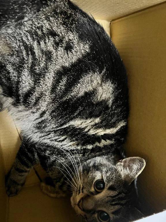 朝から大暴れ猫