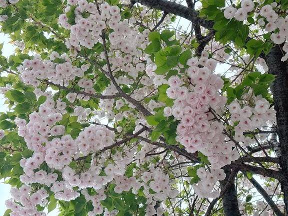 ただいまおかえり\( *´ω`* )/♪