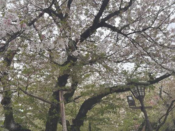 🌸