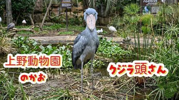 パンダ🐼の次は