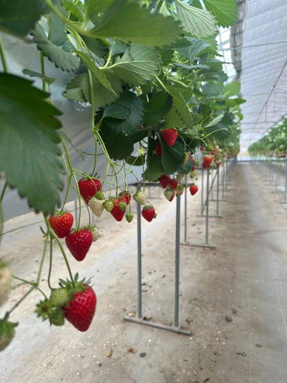 🍓行きました✨