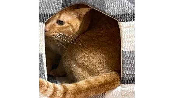 ネコベッド🛌