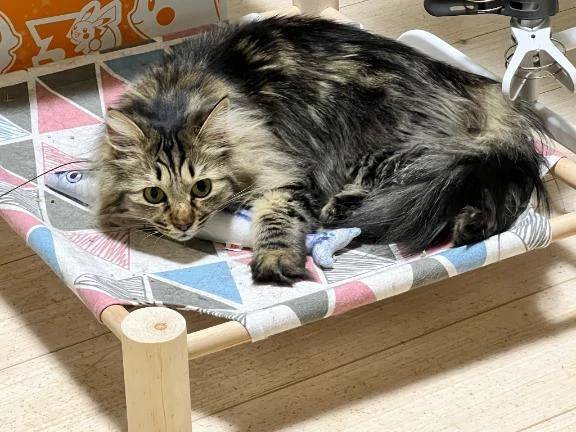 このサバは渡さん(ｷΦдΦ)