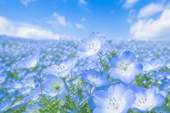 お花🌷
