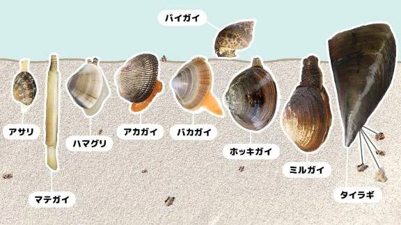 貝あつめ🐚
