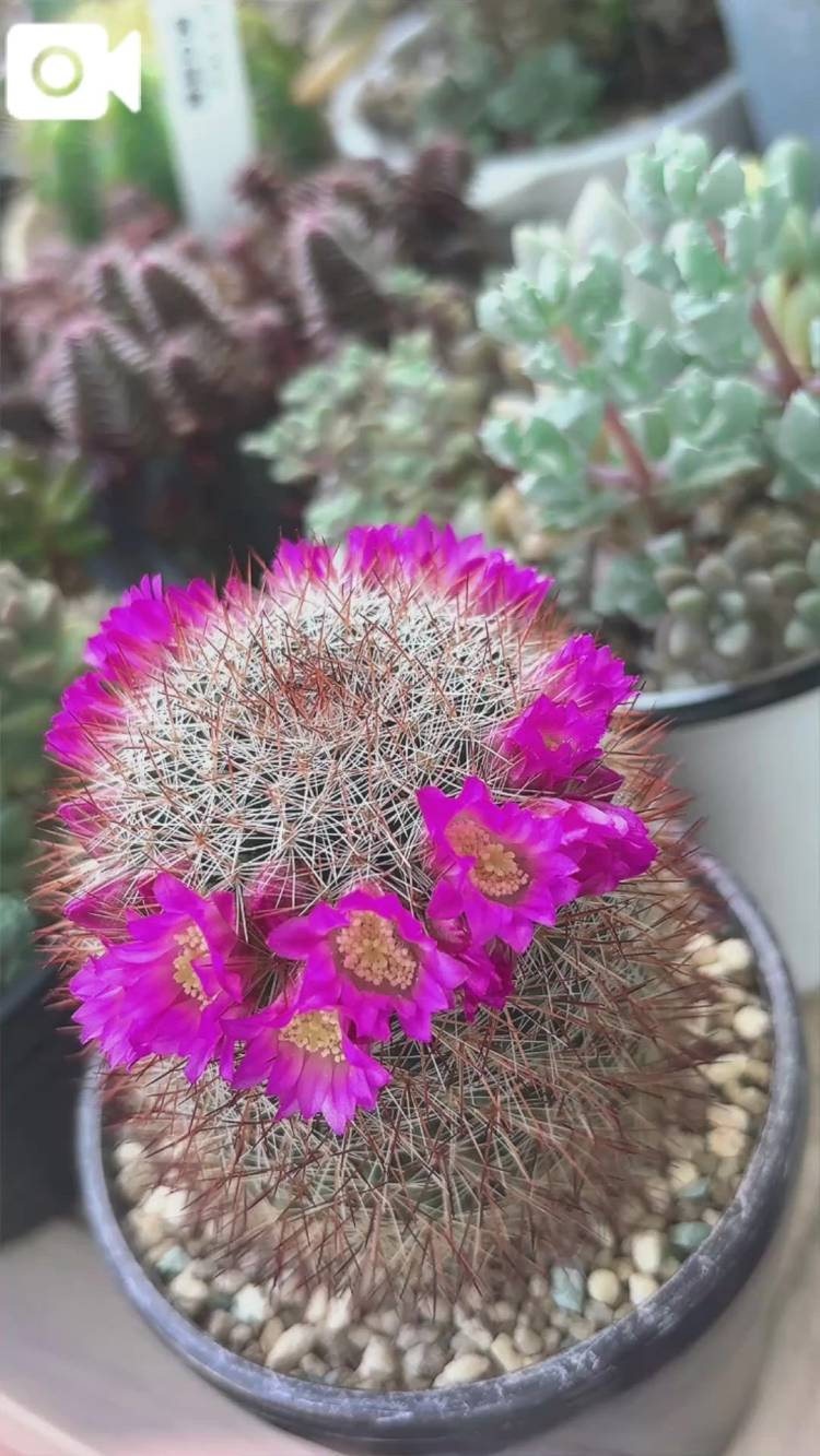 サボテンが赤い花をつけたよと言って~♪🌵\( *´ω`* )/♪