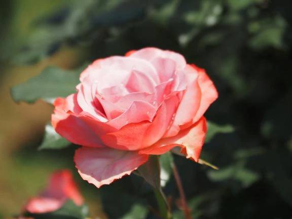 ろまんひろう①🌹\( *´ω`* )/♪