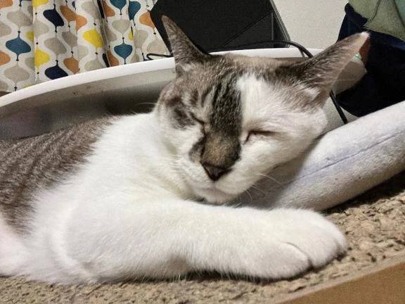 鼻うがいがむずすぎる。