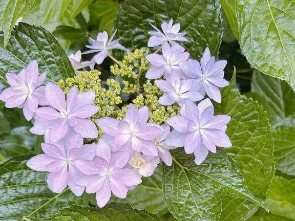 紫陽花いろいろ