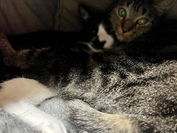 🐈‍⬛