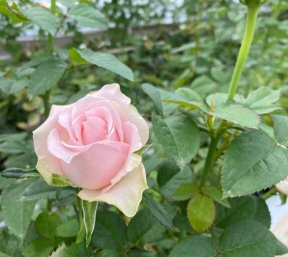 ありがとう♡♡