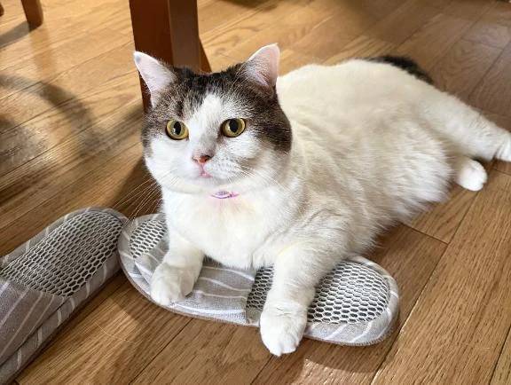 この時期の猫
