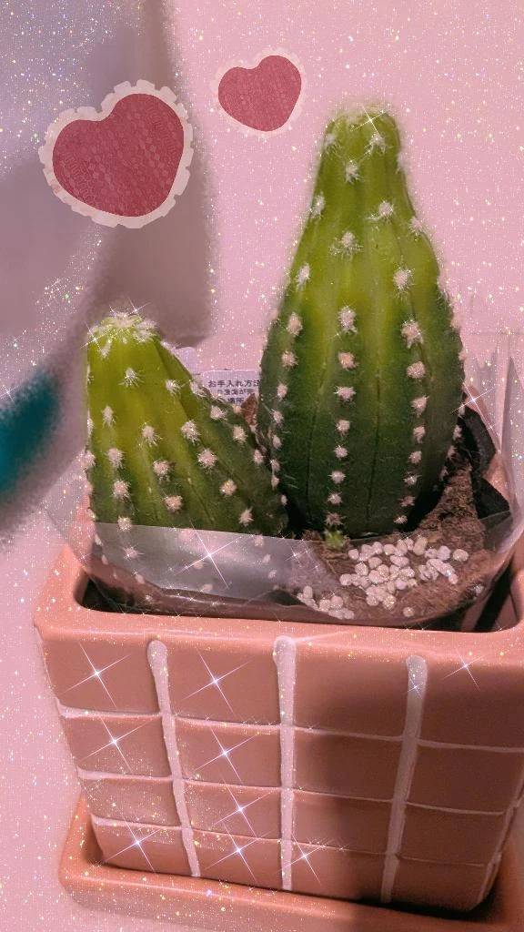 ◯ン◯ン気味🌵