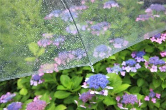 今だけの雨と紫陽花