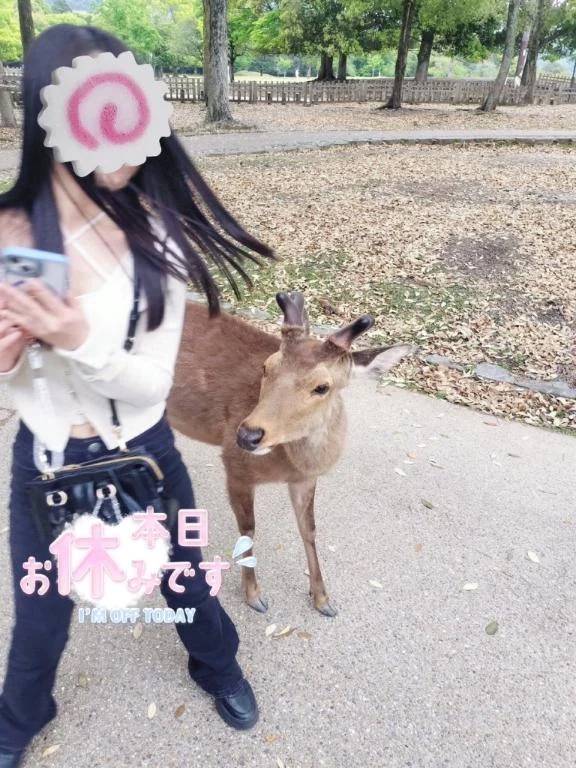 🦌🦌🦌🦌🦌