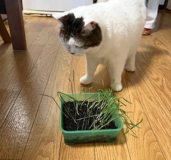 🌱猫草育て中🐱