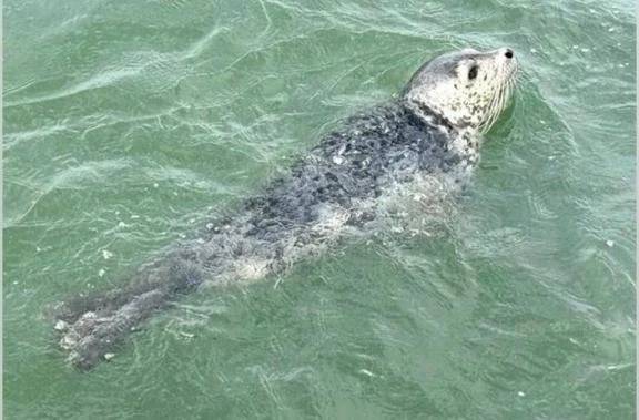 あざらし漂流