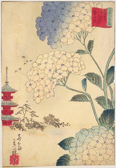 お気に入りの紫陽花