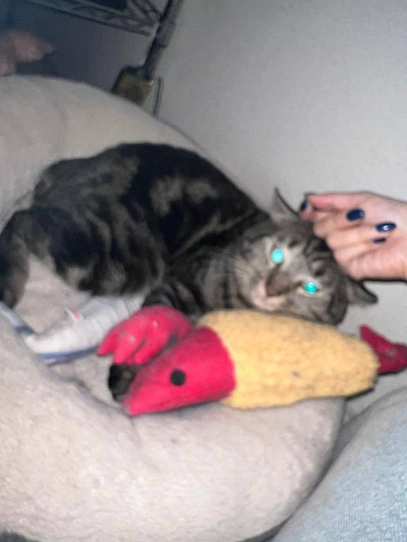 突然のフラッシュに人も猫も驚いております