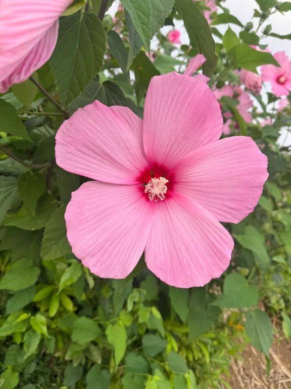 今朝の発見👀🌸